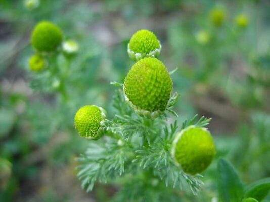 Kamille zur Behandlung von Knie-Arthrose